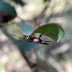 Callibracon capitator (White Flank Black Braconid Wasp) at Molonglo Valley, ACT - 28 Aug 2022 by AJB