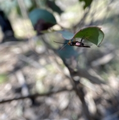 Callibracon capitator at Molonglo Valley, ACT - 28 Aug 2022