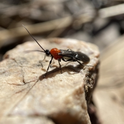 Braconidae (family) (Unidentified braconid wasp) at Block 402 - 28 Aug 2022 by AJB
