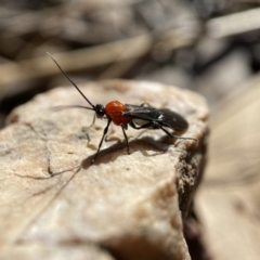 Braconidae sp. (family) (Unidentified braconid wasp) at Stromlo, ACT - 28 Aug 2022 by AJB
