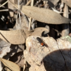 Braconidae (family) at Stromlo, ACT - 28 Aug 2022 11:53 AM