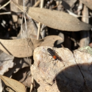 Braconidae (family) at Stromlo, ACT - 28 Aug 2022 11:53 AM