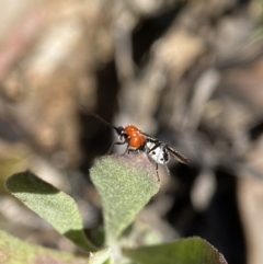 Braconidae (family) at Stromlo, ACT - 28 Aug 2022 11:53 AM