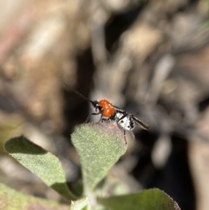 Braconidae (family) at Stromlo, ACT - 28 Aug 2022 11:53 AM