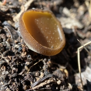 Aleuria sp. (genus) at Stromlo, ACT - 28 Aug 2022