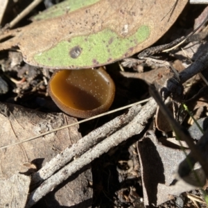 Aleuria sp. (genus) at Stromlo, ACT - 28 Aug 2022