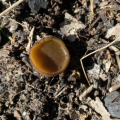 Aleuria sp. (genus) at Stromlo, ACT - 28 Aug 2022