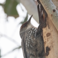 Climacteris erythrops (Red-browed Treecreeper) at Campbell, ACT - 28 Aug 2022 by rawshorty