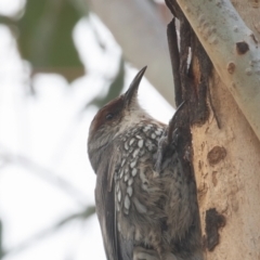 Climacteris erythrops (Red-browed Treecreeper) at Mount Ainslie - 28 Aug 2022 by rawshorty