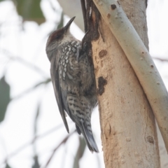 Climacteris erythrops at Campbell, ACT - 28 Aug 2022 10:15 AM