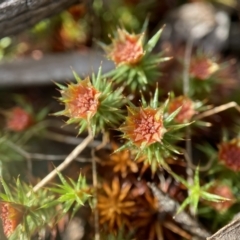 Polytrichaceae sp. (family) (A moss) at Molonglo Valley, ACT - 28 Aug 2022 by AJB