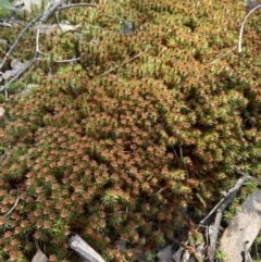 Polytrichaceae sp. (family) at Molonglo Valley, ACT - 28 Aug 2022 10:26 AM