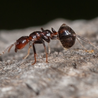 Papyrius sp (undescribed) (Hairy Coconut Ant) at Callum Brae - 26 Aug 2022 by rawshorty