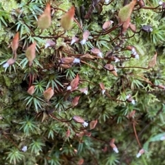 Dawsonia (genus) (A moss) at Black Mountain - 9 Aug 2022 by AJB