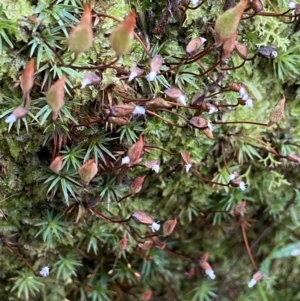 Dawsonia (genus) at Acton, ACT - 9 Aug 2022