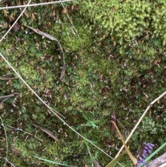 Dawsonia (genus) at Acton, ACT - 9 Aug 2022