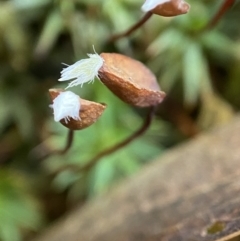 Dawsonia (genus) at Acton, ACT - 9 Aug 2022