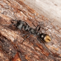 Myrmecia piliventris (Golden tail bull ant) at Callum Brae - 27 Aug 2022 by rawshorty