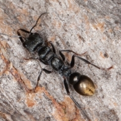 Myrmecia piliventris at Jerrabomberra, ACT - 27 Aug 2022 10:05 AM