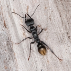 Myrmecia piliventris at Jerrabomberra, ACT - 27 Aug 2022