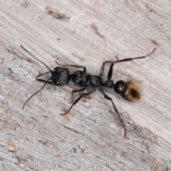 Myrmecia piliventris at Jerrabomberra, ACT - 27 Aug 2022 10:05 AM