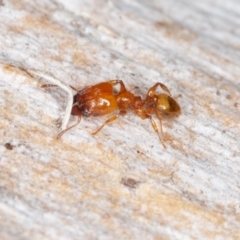 Pheidole sp. (genus) (Seed-harvesting ant) at Callum Brae - 27 Aug 2022 by rawshorty