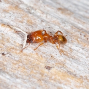 Pheidole sp. (genus) at Jerrabomberra, ACT - 27 Aug 2022