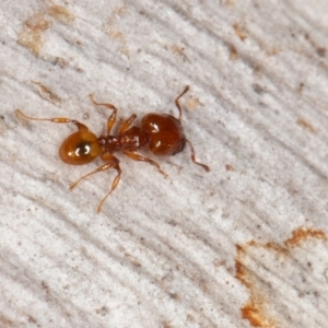 Pheidole sp. (genus) at Jerrabomberra, ACT - 27 Aug 2022