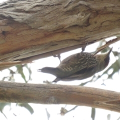 Climacteris erythrops (Red-browed Treecreeper) at Mount Ainslie - 28 Aug 2022 by BenW