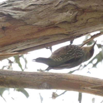 Climacteris erythrops (Red-browed Treecreeper) at Mount Ainslie - 28 Aug 2022 by TomW