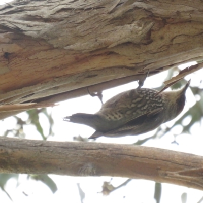 Climacteris erythrops (Red-browed Treecreeper) at Mount Ainslie - 28 Aug 2022 by BenW