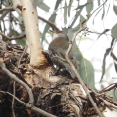 Climacteris erythrops at Campbell, ACT - 28 Aug 2022 03:44 PM