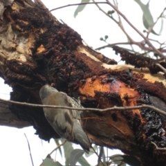 Climacteris erythrops at Campbell, ACT - 28 Aug 2022 03:44 PM