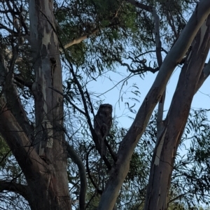 Podargus strigoides at Phillip, ACT - 24 Dec 2021 08:35 PM