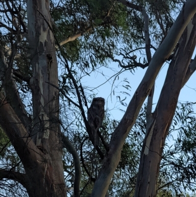 Podargus strigoides (Tawny Frogmouth) at Phillip, ACT - 24 Dec 2021 by dougsky