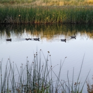 Chenonetta jubata at Mawson, ACT - 3 Jan 2022 06:32 AM
