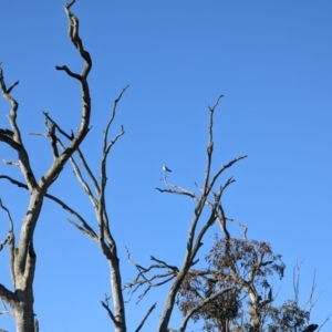 Elanus axillaris at Canowindra, NSW - 17 Jul 2022