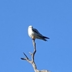 Elanus axillaris at Canowindra, NSW - 17 Jul 2022 09:31 AM
