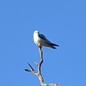 Elanus axillaris at Canowindra, NSW - 17 Jul 2022