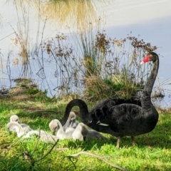 Cygnus atratus (Black Swan) at Monash, ACT - 6 Aug 2022 by dougsky