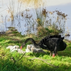 Cygnus atratus at Monash, ACT - 6 Aug 2022 01:48 PM