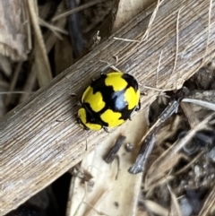 Illeis galbula (Fungus-eating Ladybird) at Jerrabomberra, NSW - 28 Aug 2022 by SteveBorkowskis