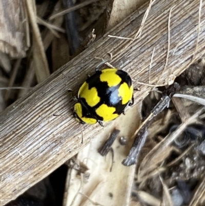 Illeis galbula (Fungus-eating Ladybird) at Jerrabomberra, NSW - 28 Aug 2022 by SteveBorkowskis