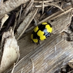 Illeis galbula at Jerrabomberra, NSW - suppressed