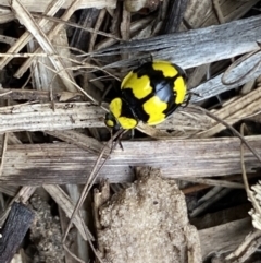 Illeis galbula at Jerrabomberra, NSW - suppressed