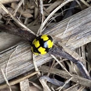 Illeis galbula at Jerrabomberra, NSW - suppressed