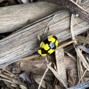 Illeis galbula at Jerrabomberra, NSW - suppressed