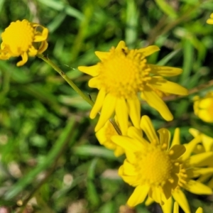 Senecio madagascariensis at Long Beach, NSW - 28 Aug 2022