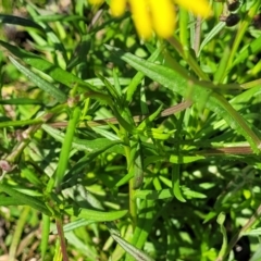 Senecio madagascariensis at Long Beach, NSW - 28 Aug 2022