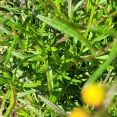 Senecio madagascariensis at Long Beach, NSW - 28 Aug 2022 01:11 PM